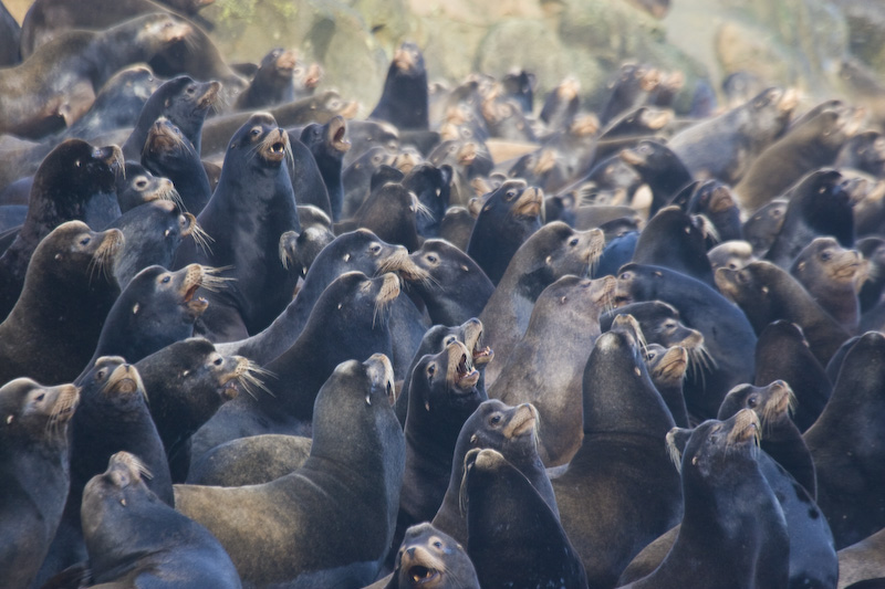 California Sealion Colony